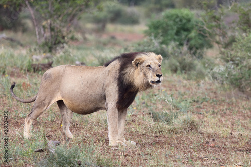 Fototapeta Naklejka Na Ścianę i Meble -  Afrikanischer Löwe / African Lion / Panthera Leo.