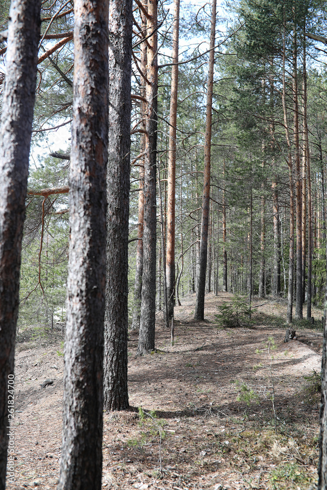 Pine forest in the beginning of spring under the snow. Forest under snow winter landscape. The sun warms the pine forest that has woken up after winter. Pine forest in the beginning of spring under the snow. Forest under snow winter landscape. The sun warms the pine forest that has woken up after winter.