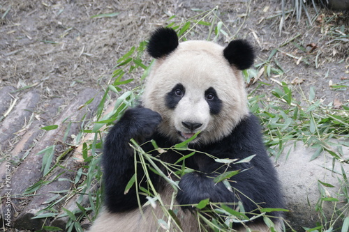 panda eating bamboo, China