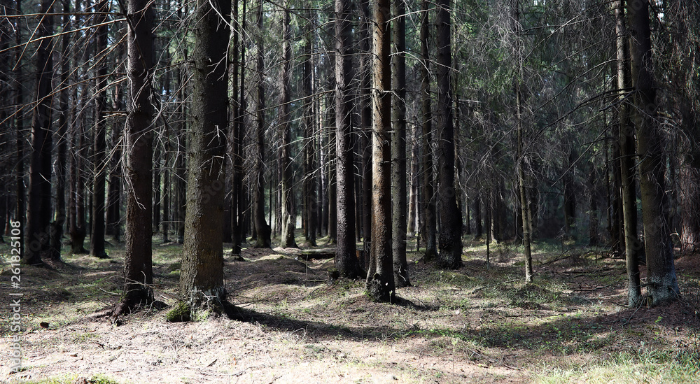 Pine forest. Depths of a forest. Journey through forest paths. Trees without foliage in early spring. Trekking through the reserve. Pine forest. Depths of a forest. Journey through forest paths. Trees without foliage in early spring. Trekking through the reserve.