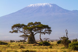 Landscape Mount Kilimanjaro, snow-capped Africa's highest mountain, view from Amboseli National Park, Kenya, East Africa. With big acacia tree and blue sky on clear day
