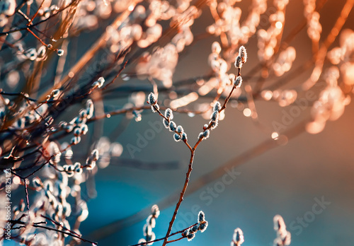 beautiful willow branches with fluffy soft buds blossoming in the spring Park...