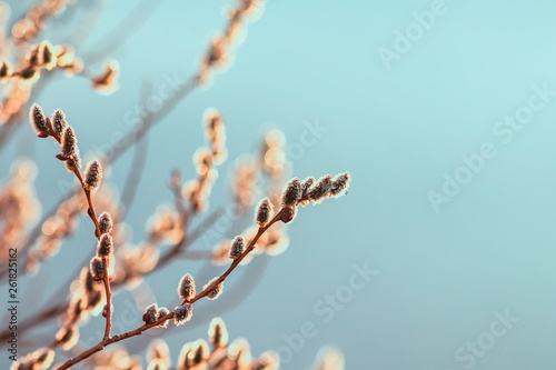 beautiful willow branches with fluffy soft buds blossoming in the spring Park...