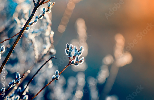 beautiful willow branches with fluffy soft buds blossoming in the spring Park...