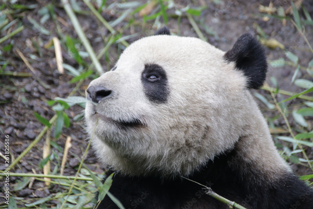 Close up Fluffy Round Face of Giant Panda, China Close up Fluffy Round Face of Giant Panda, China