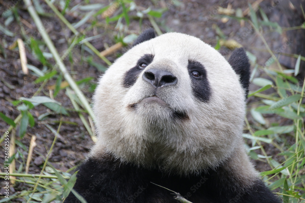 Obraz premium Close up Fluffy Round Face of Giant Panda, China