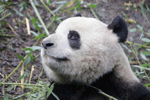 Close up Fluffy Round Face of Giant Panda  China