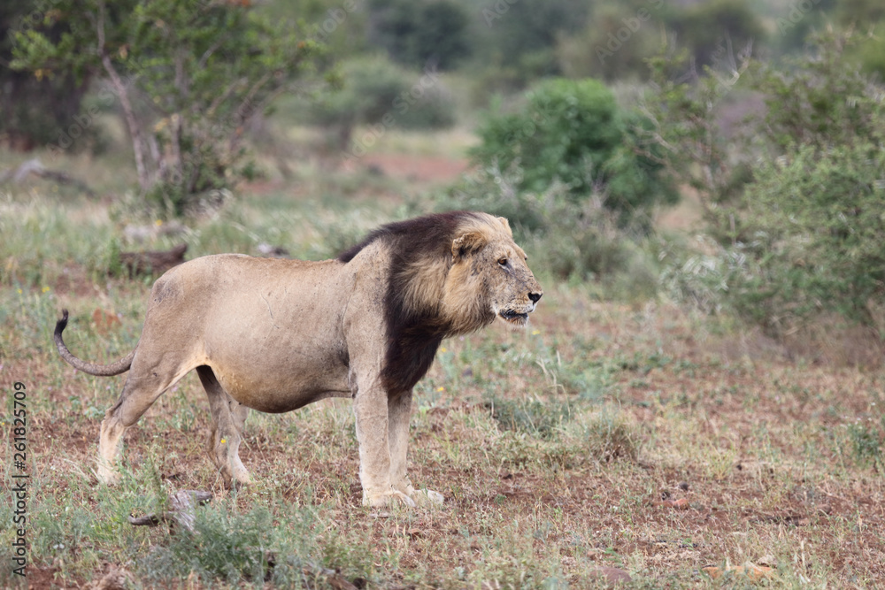 Afrikanischer Löwe / African Lion / Panthera Leo. Afrikanischer Löwe / African Lion / Panthera Leo.