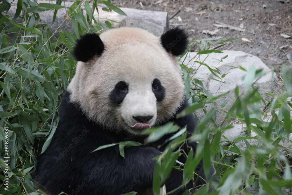 Fototapeta premium Giant Panda in Chengdu, China