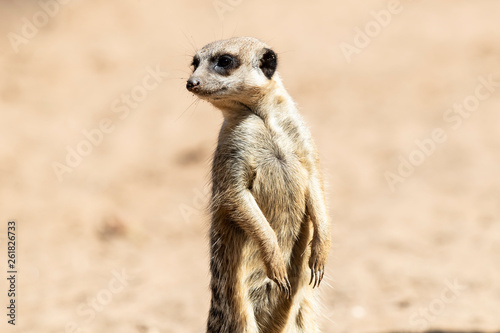MeerKat hanging out in the sunshine. © Phillip