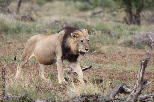 Afrikanischer L  we   African Lion   Panthera Leo.