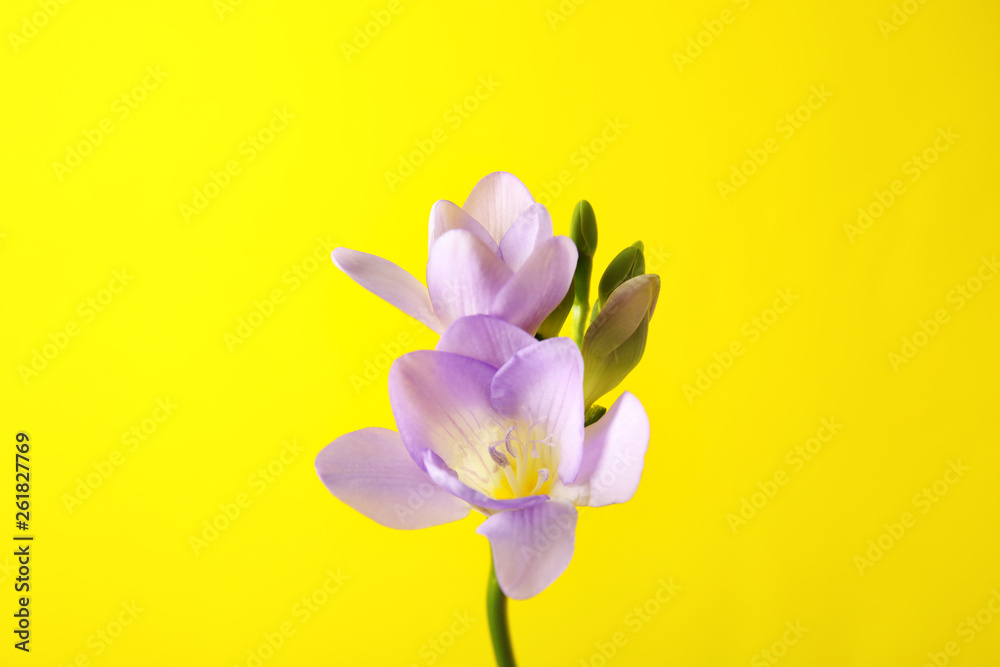 Fototapeta premium Beautiful freesia with fragrant flowers on color background