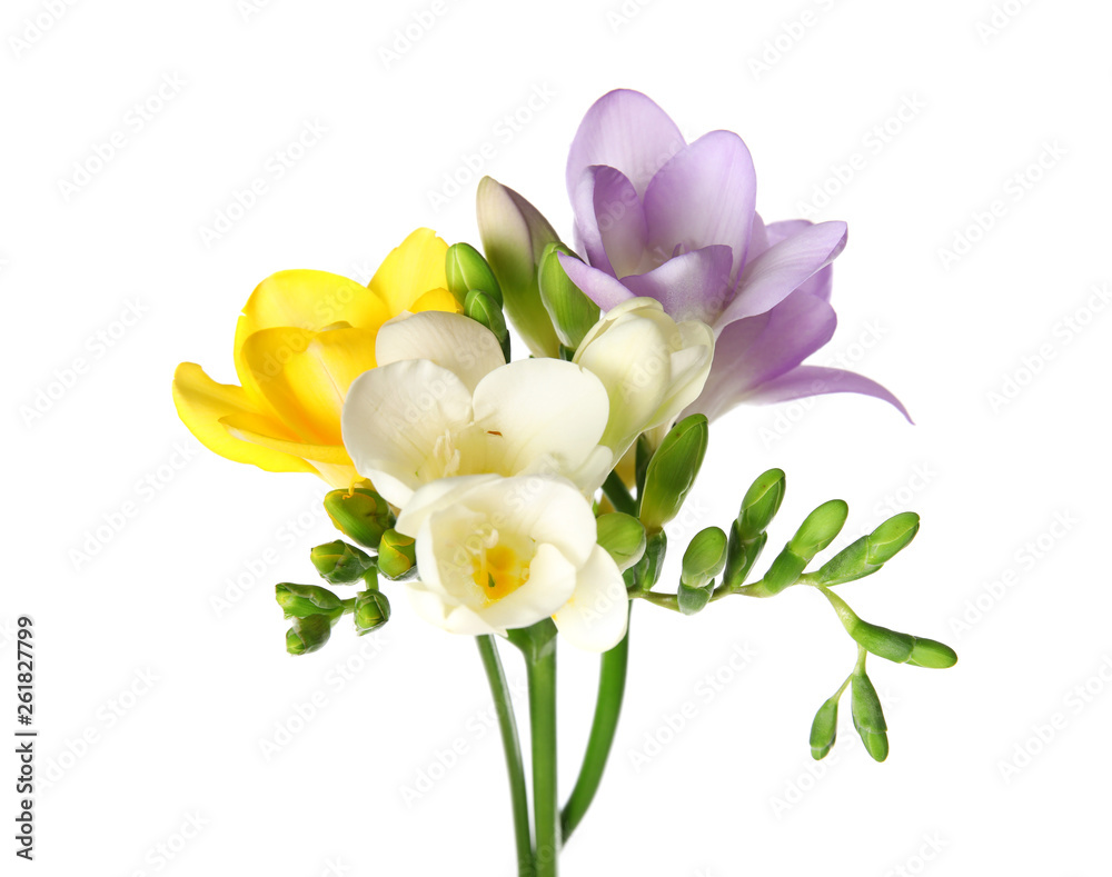 Naklejka premium Beautiful freesia with fragrant flowers on white background