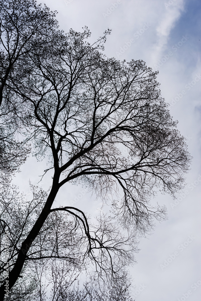Beautiful branches against blue cloudy sky, Armenia Beautiful branches against blue cloudy sky, Armenia