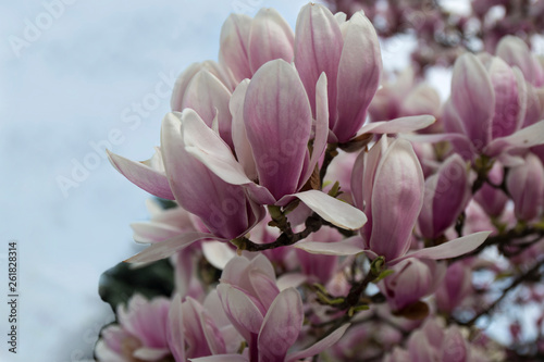 Closeup of magnolia tree blossom with blurred background.Beautiful light pink magnolia flowers on a branch with leaves