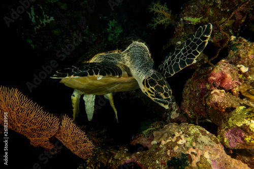 Sea Turtle © osama