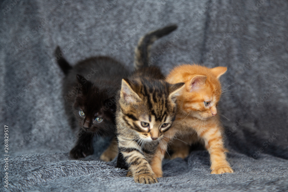 Obraz premium Trio de chatons