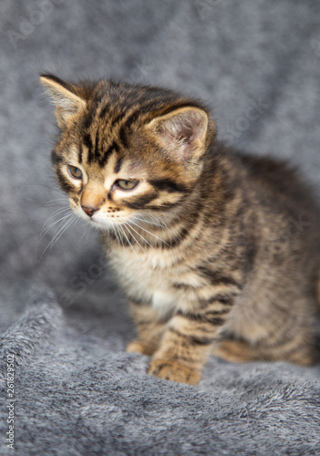 Chaton