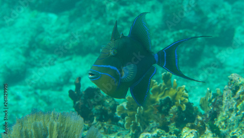 Queen Triggerfish