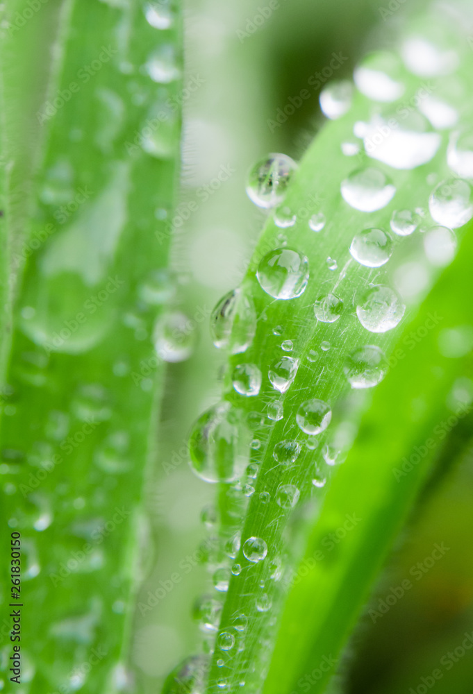 Raindrops on grass blades in a forest. Close up.