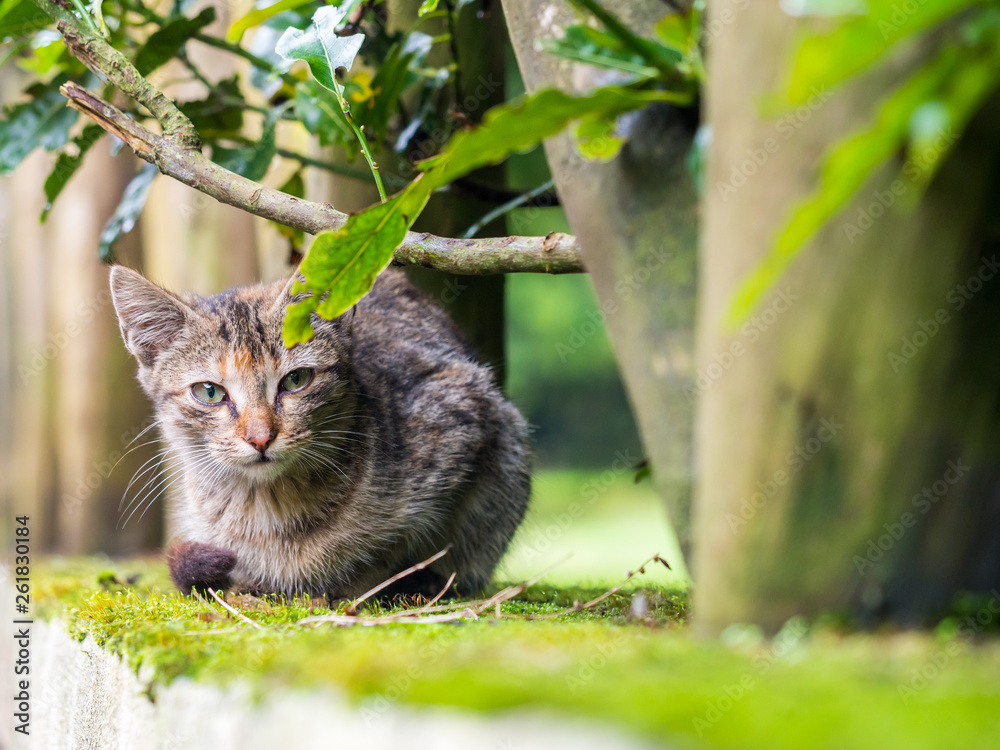 Stray kitten in Madeira island, Portugal