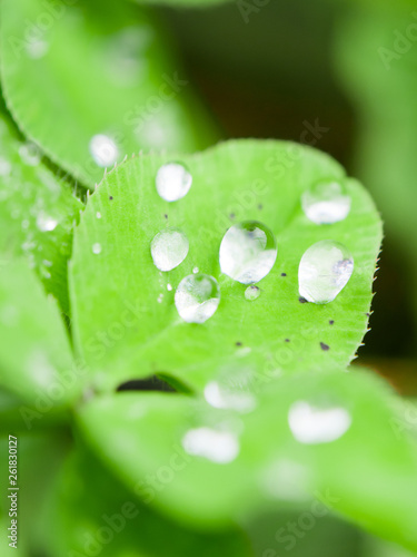 Obraz na płótnie Raindrops on a clover leaf after rain w salonie