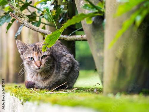 Obraz na płótnie Stray kitten in Madeira island, Portugal w salonie