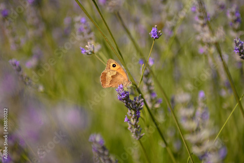 Schmetterling auf Lavendel © MD-Stockphoto