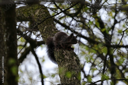 Eichhörnchen