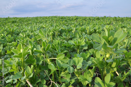 Bild auf Leinwand In the spring field young alfalfa grows