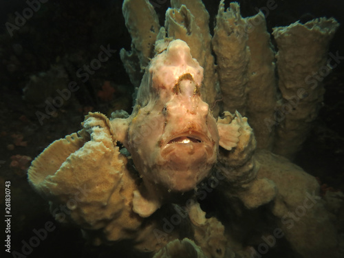 Underwater world - Giant frogfish - Antennarius commerson. Lembeh Strait, Indonesia.