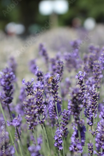 Fototapeta Naklejka Na Ścianę i Meble -  bunch of lavender
