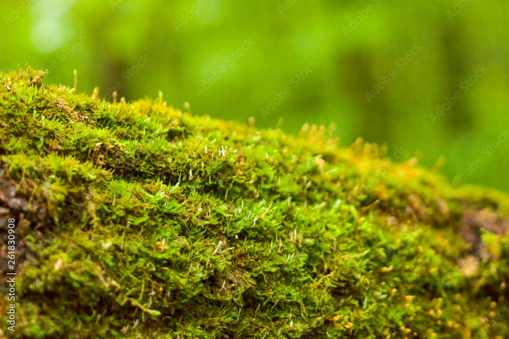 Green moss on an old fallen tree. Green moss on an old fallen tree.