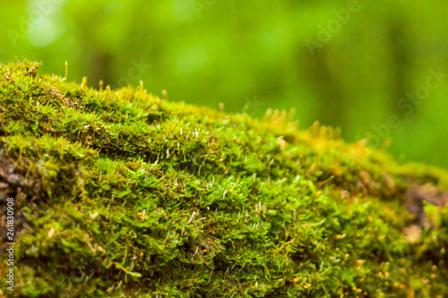 Green moss on an old fallen tree.