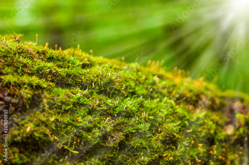 Green moss on an old fallen tree with sharp sunlight needles.