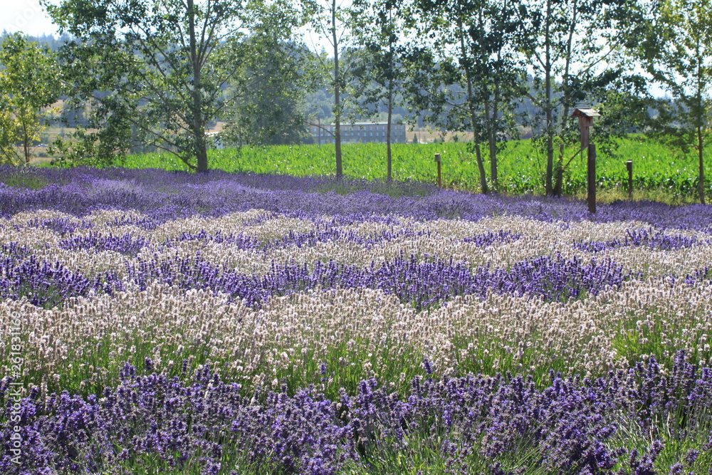 Lavender field Lavender field