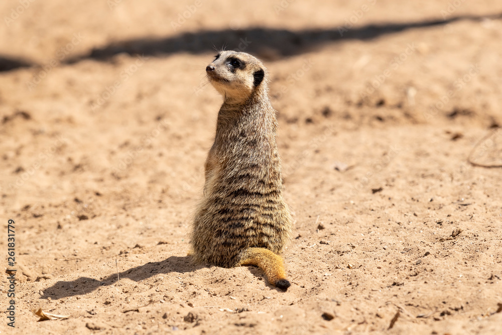 Fototapeta premium MeerKat hanging out in the sunshine.