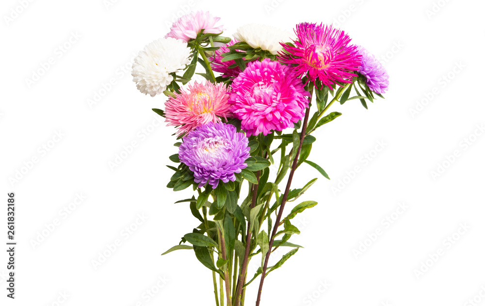 Fototapeta premium aster flower isolated