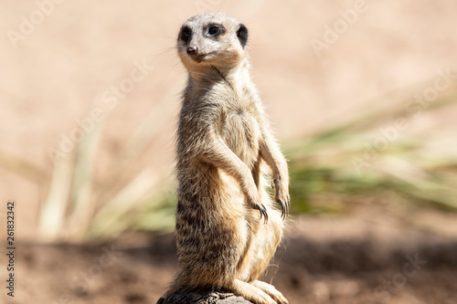 MeerKat hanging out in the sunshine.