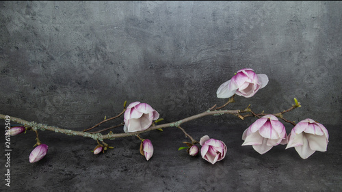 Wunderschöner Magnolienzweig isoliert auf anthrazitem Hintergrund photo