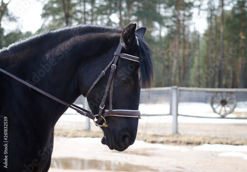 portrait of black mare horse during training © vprotastchik