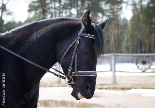black mare horse smirking with closed eyes during training