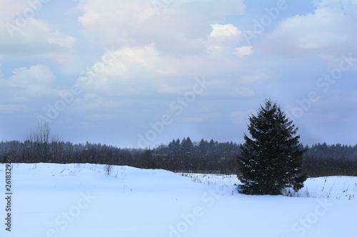 winter fir forest with falling snow and road