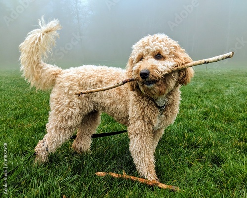 Labradoodle with stick photo