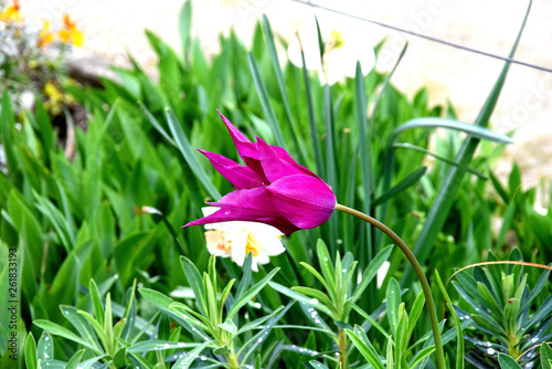 spring tulip in the grass of garden