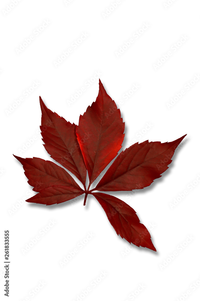 red autumn leaf isolated on white background red autumn leaf isolated on white background