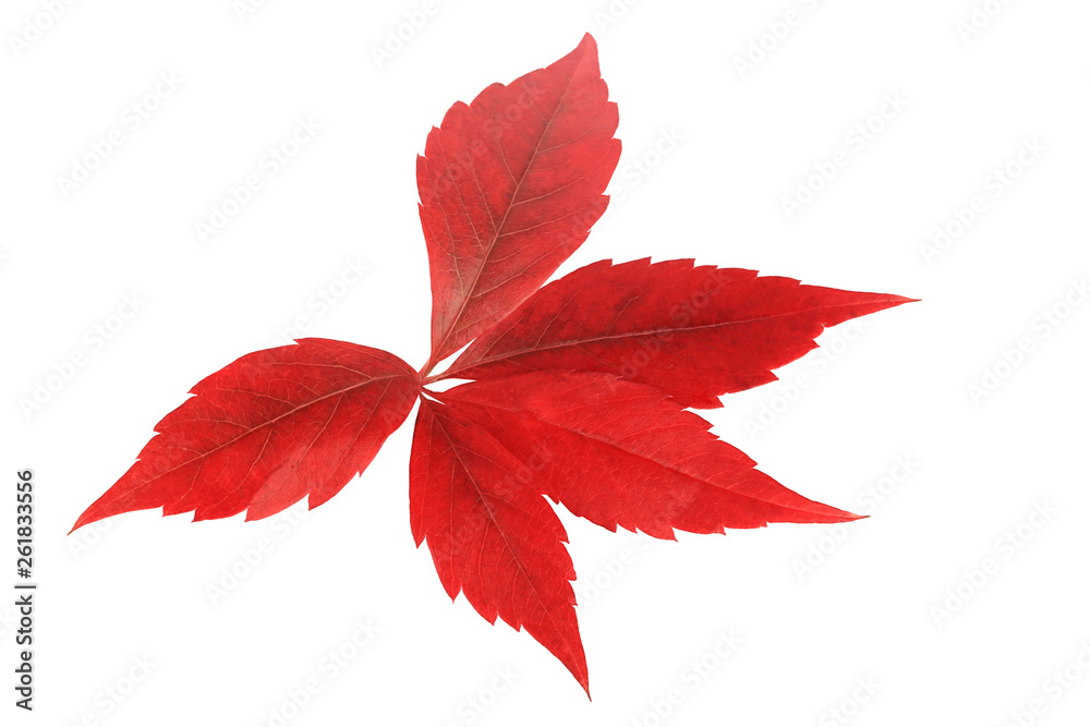 red autumn leaf isolated on white background red autumn leaf isolated on white background