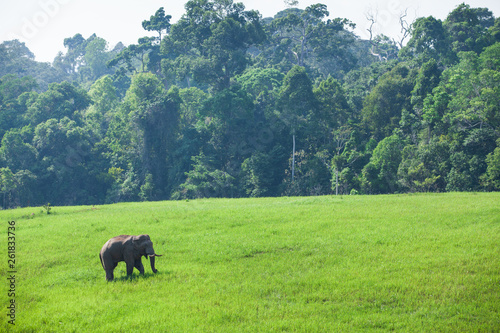 Lonely Asian Elephant walks on the green grassland. © Tanes
