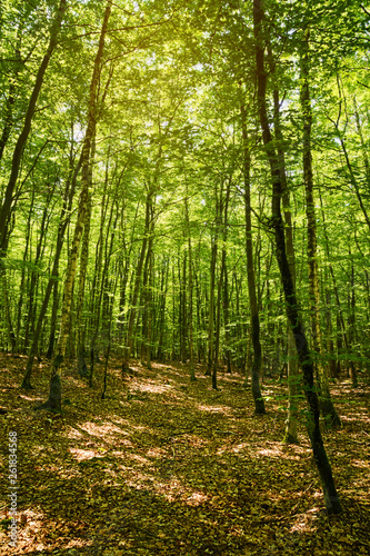 Beech forest in Pomerania, Poland. Fagion sylvaticae trees in deciduous woodland. © Dariusz Leszczyński