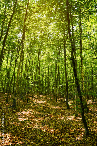 Beech forest in Pomerania, Poland. Fagion sylvaticae trees in deciduous woodland.